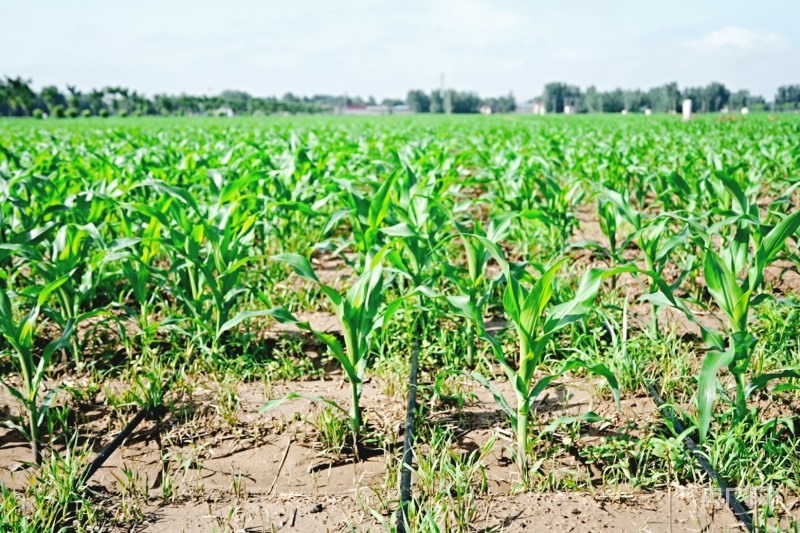 滴灌技術讓玉米“喝飽水”(央廣網記者 張羲輪 攝)