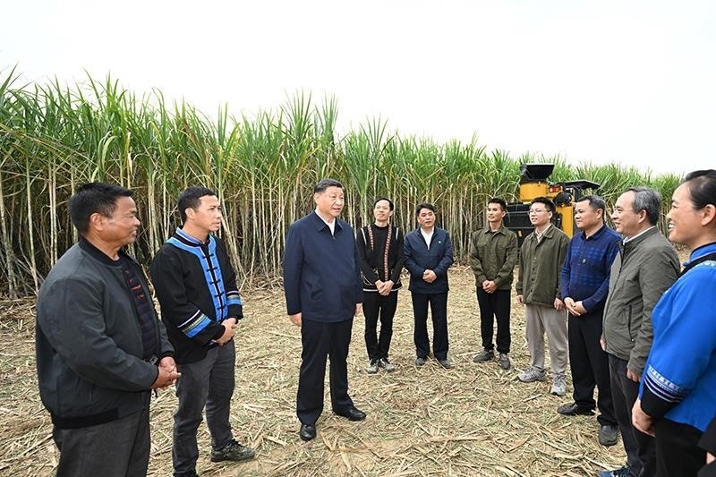 2023年12月14日，習近平總書記在廣西來賓市國家現(xiàn)代農(nóng)業(yè)產(chǎn)業(yè)園黃安優(yōu)質(zhì)“雙高”糖料蔗基地考察時，同蔗農(nóng)、農(nóng)機手和農(nóng)技人員親切交流。