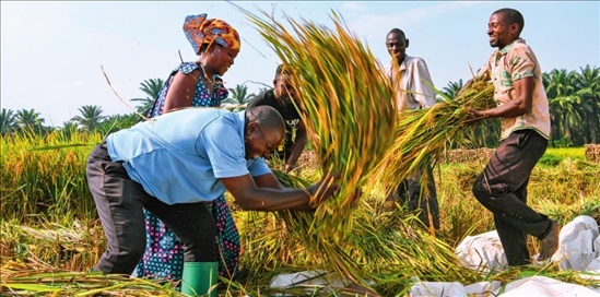 2018 年，中國農(nóng)業(yè)專家組在布隆迪布班扎省吉漢加縣設立首個水稻減貧示范村。圖為當?shù)剞r(nóng)戶在稻田里給雜交水稻脫粒（2023 年 6 月 20 日攝） 韓旭攝 / 本刊