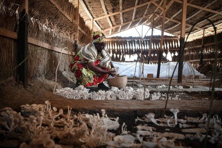2024年2月6日，在中非共和國達(dá)馬拉，法蒂瑪在菇棚內(nèi)收獲菌草菇。2022年，法蒂瑪在聽說中國菌草專家在班吉傳授技術(shù)后主動前往學(xué)習(xí)，從一間小菌棚起步，逐漸擴(kuò)大為如今小有名氣的合作社。新華社記者 韓旭 攝