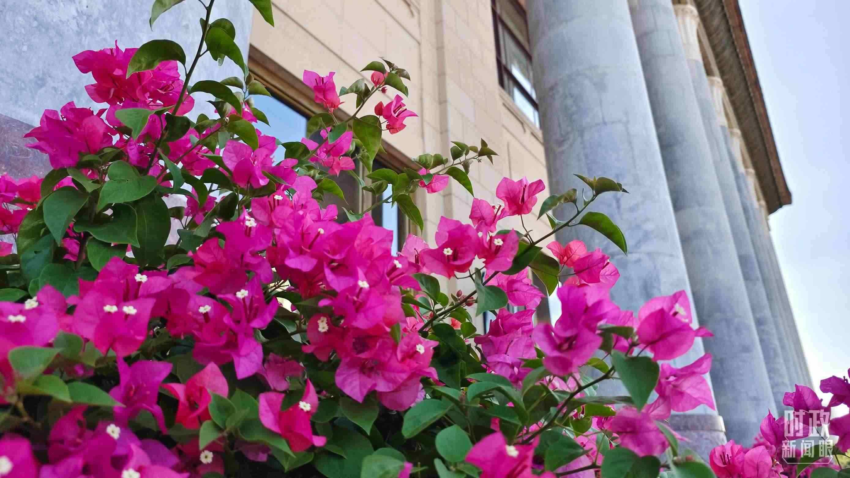 △人民大會(huì)堂外花團(tuán)錦簇。（總臺(tái)央視記者韓銳拍攝）