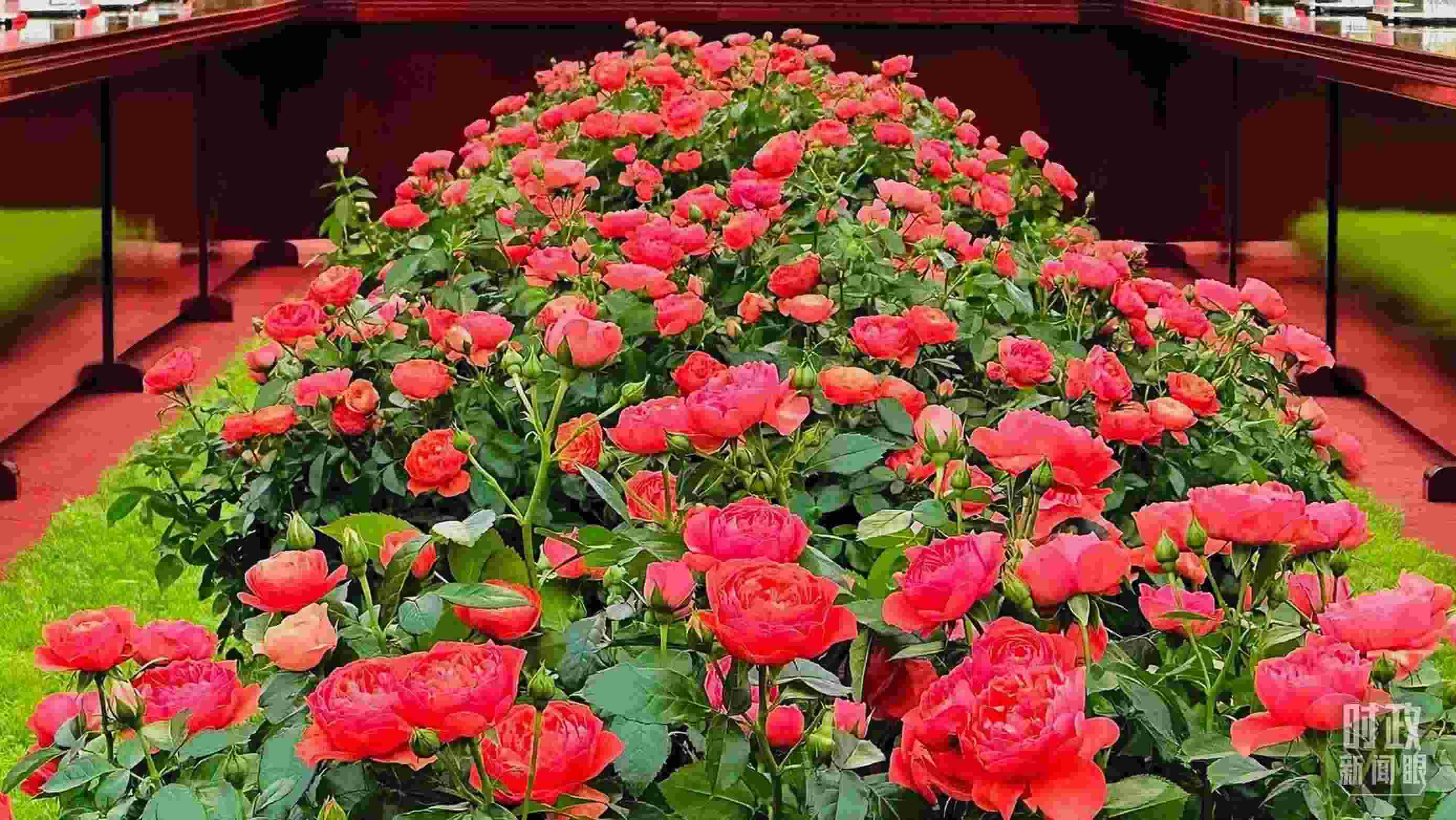 東大廳會(huì)談桌中間擺放的紅果汁月季，象征著蓬勃與堅(jiān)韌。（總臺(tái)央視記者范一鳴拍攝）