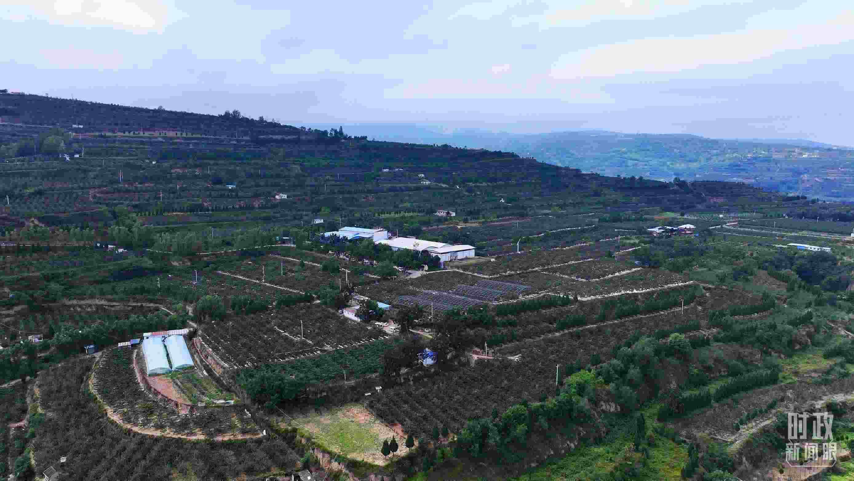 △ 麥積區(qū)南山花牛蘋果基地。（總臺央視記者范凱拍攝）