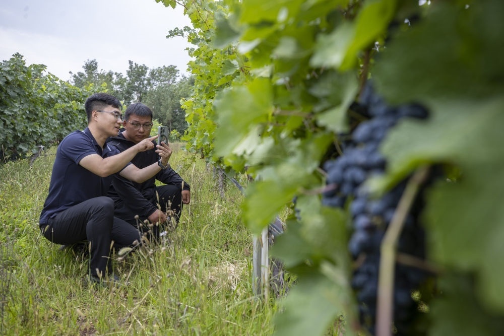 2024年8月15日，技術(shù)人員（左）和工作人員在寧夏銀川市西夏區(qū)的一個(gè)葡萄園工作。為推動(dòng)黃河流域生態(tài)保護(hù)和高質(zhì)量發(fā)展先行區(qū)建設(shè)，銀川市積極打造高標(biāo)準(zhǔn)葡萄園，借助各種傳感器監(jiān)測(cè)釀酒葡萄的生長(zhǎng)狀態(tài)，實(shí)現(xiàn)精準(zhǔn)灌溉，從而高效節(jié)約黃河水。