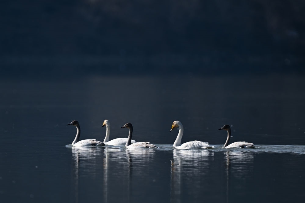 2023年11月30日，天鵝在青海省海東市化隆回族自治縣群科鎮(zhèn)境內(nèi)的黃河上游弋。近年來，青海省加大力度保護(hù)治理境內(nèi)黃河流域，改善當(dāng)?shù)厣鷳B(tài)環(huán)境，為越冬候鳥提供良好棲息地。