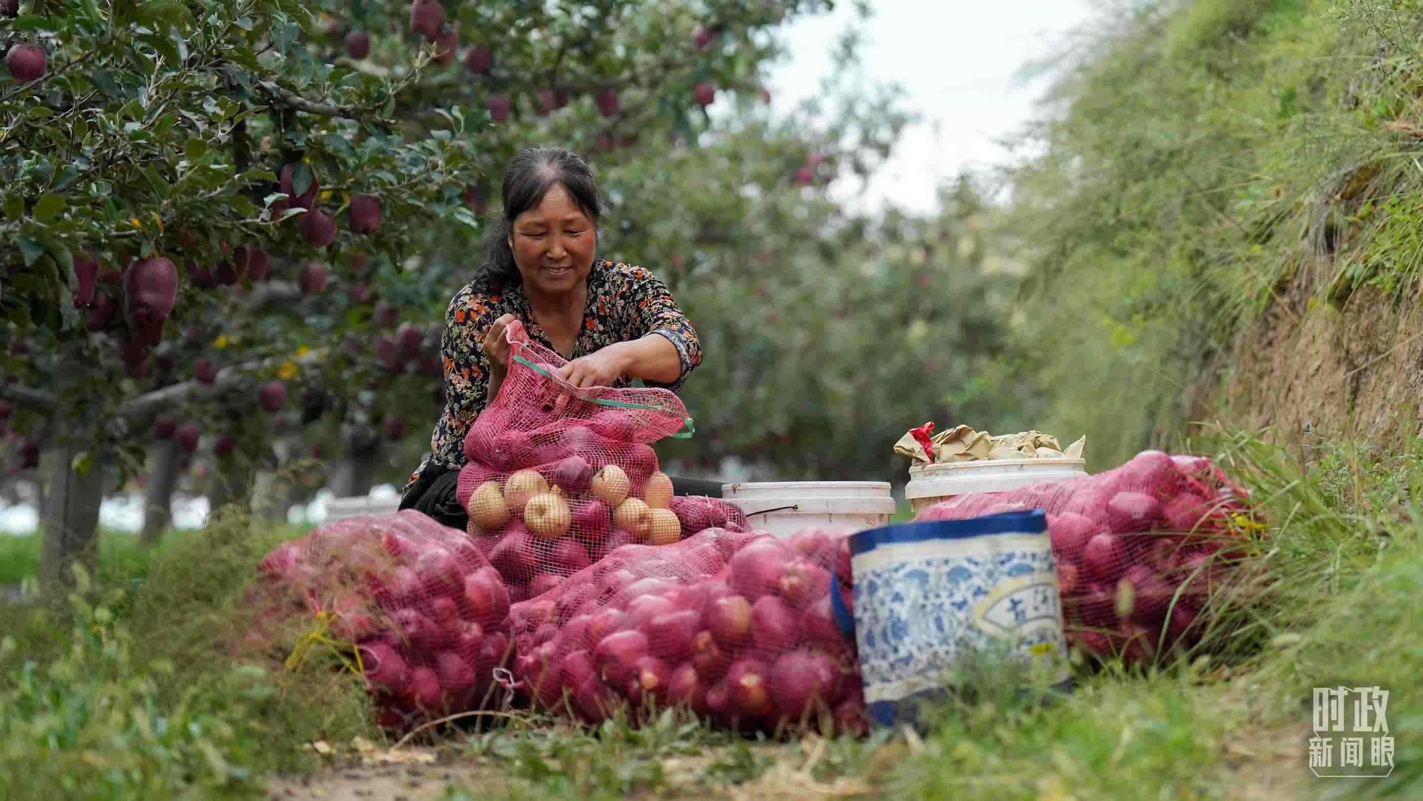 △南山花牛蘋果基地在2023年帶動9000多戶村民實現(xiàn)增收。（總臺國廣記者李晉拍攝）