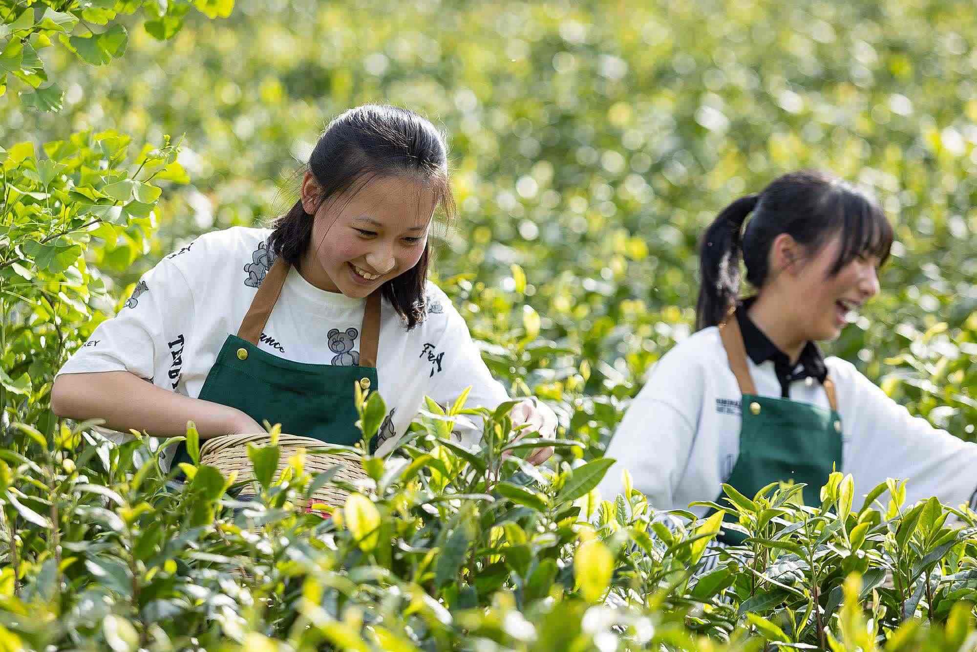 浙江安吉，游客在茶園里體驗采茶