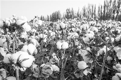 圖為新疆阿克蘇棉田。新研究揭示了GhEXL3基因調(diào)控棉纖維伸長(zhǎng)的分子機(jī)制，為棉纖維品質(zhì)遺傳改良提供了重要理論依據(jù)。視覺(jué)中國(guó)供圖