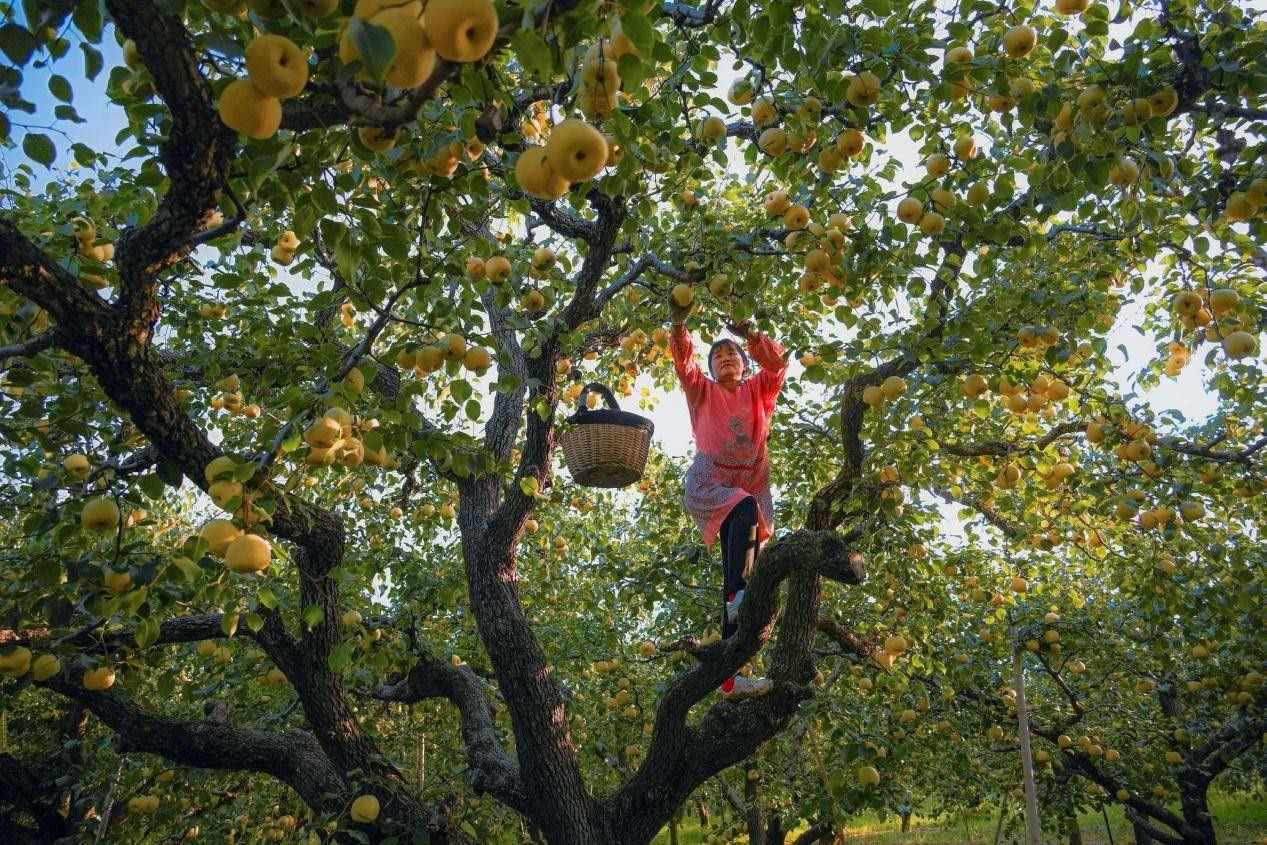 2024年10月4日，安徽省宿州市碭山縣程莊鎮(zhèn)衡樓村百年老梨園里，梨農(nóng)在忙著采摘酥梨。來源:人民圖片