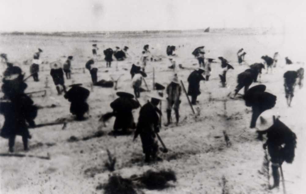 上世紀(jì)東山百姓在沙灘造林（資料照片）。