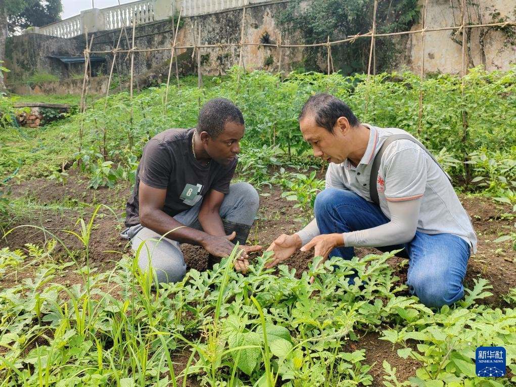 中國(guó)援圣普農(nóng)牧業(yè)技術(shù)項(xiàng)目組專家彭杰（右）在圣多美和普林西比的梅佐希大區(qū)指導(dǎo)蔬菜種植戶改善田間管理技術(shù)（2024年1月25日攝）。新華社發(fā)（中國(guó)援圣普農(nóng)技組供圖）