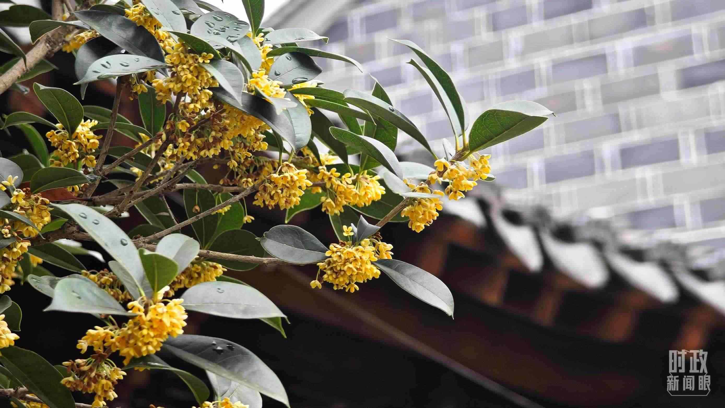 △六尺巷。（總臺央視記者趙化、彭漢明拍攝）