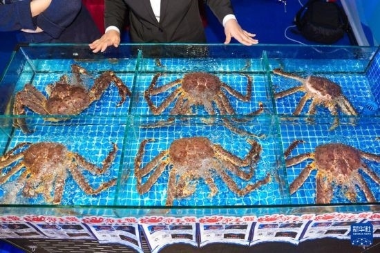 這是9月19日拍攝的吉林省琿春市一商家所售賣的帝王蟹。新華社記者 許暢 攝