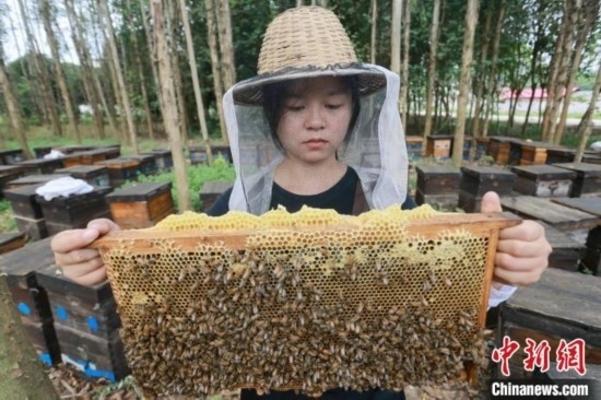 吳素英查看蜂蜜產(chǎn)蜜情況。湯曉逵 攝