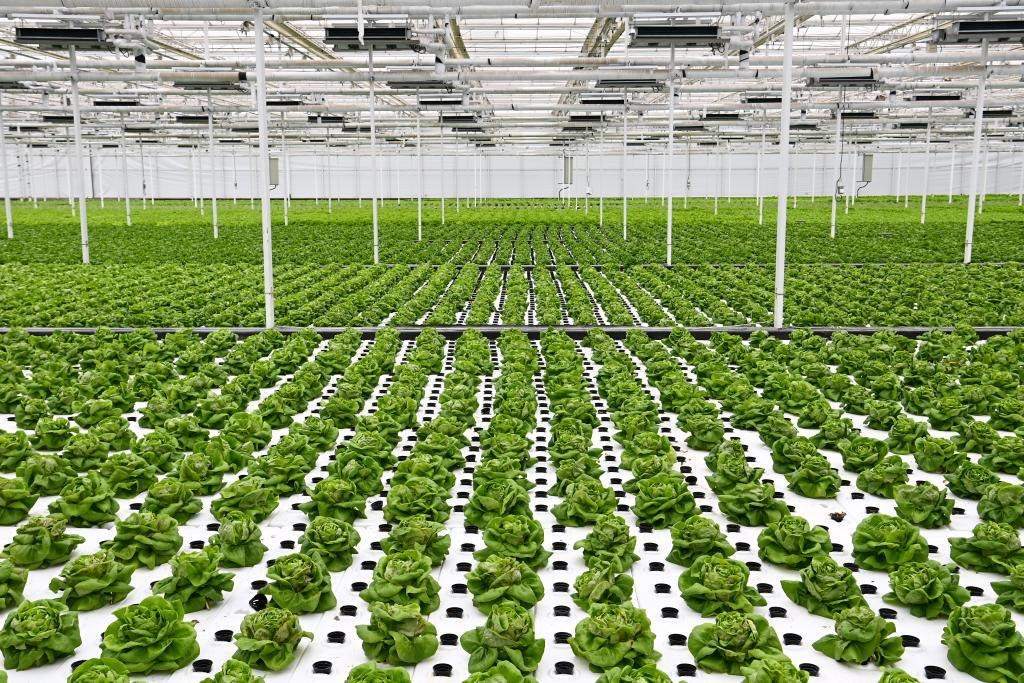 10月26日，楊凌智慧農(nóng)業(yè)示范園智慧溫室內(nèi)通過無土栽培技術(shù)種植的蔬菜。新華社記者 鄒競(jìng)一 攝