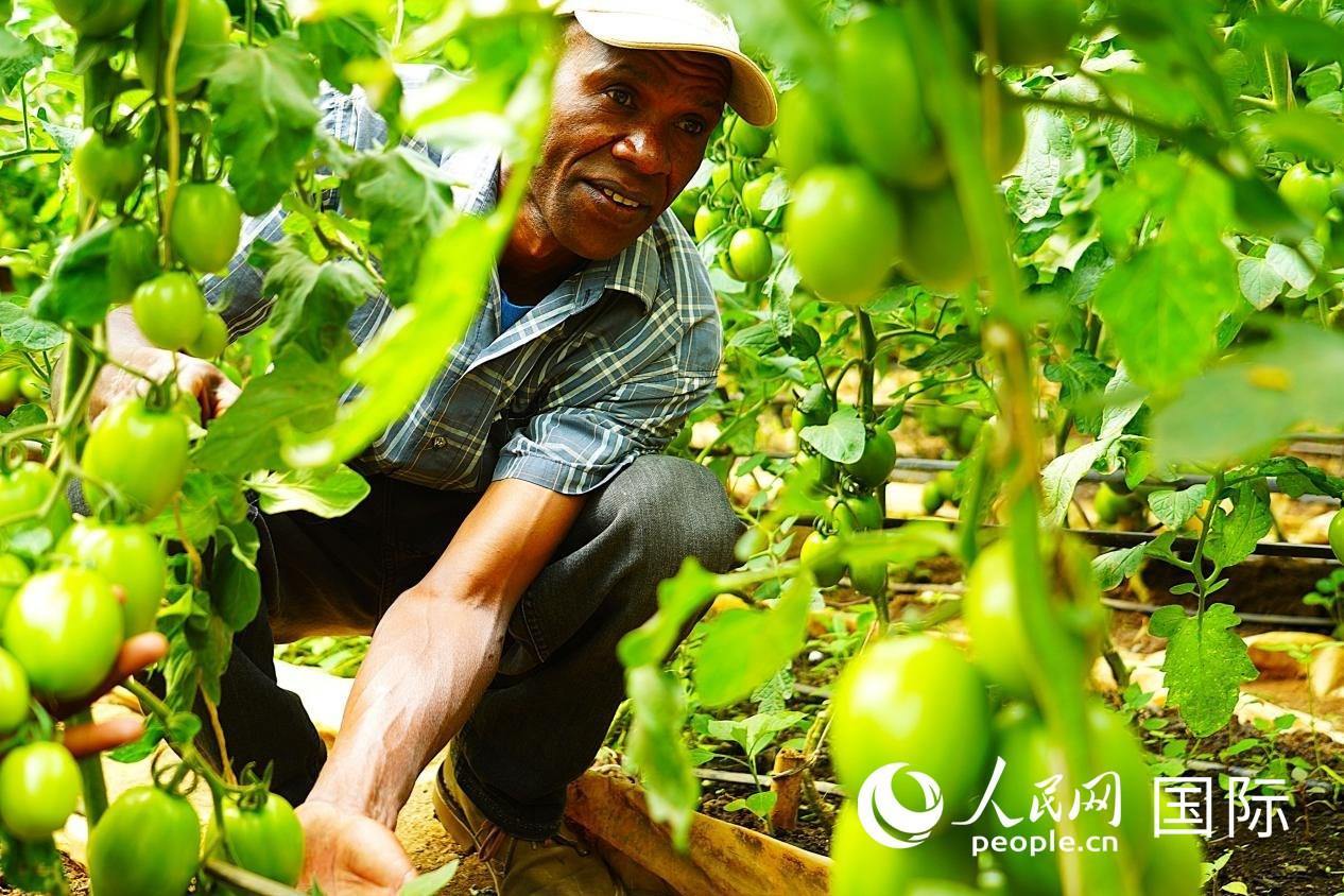 肯尼亞納庫魯郡，當(dāng)?shù)剞r(nóng)民喬納·卡蘭賈家的溫室大棚里，番茄長勢喜人。人民網(wǎng)記者 黃煒鑫攝