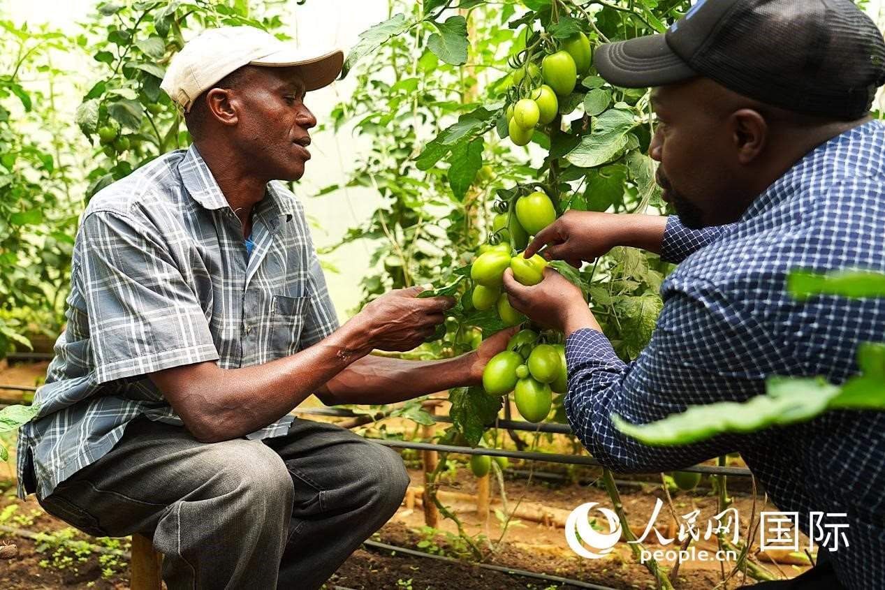 肯尼亞納庫魯郡，埃格頓大學(xué)園藝學(xué)專家史蒂芬·吉藤古在溫室大棚里指導(dǎo)當(dāng)?shù)剞r(nóng)民喬納·卡蘭賈種植番茄。人民網(wǎng)記者 黃煒鑫攝