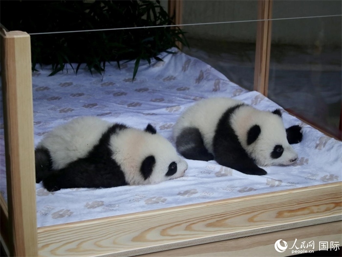 柏林動物園的明星“夢好”與“夢甜”。人民網(wǎng) 肖晶攝