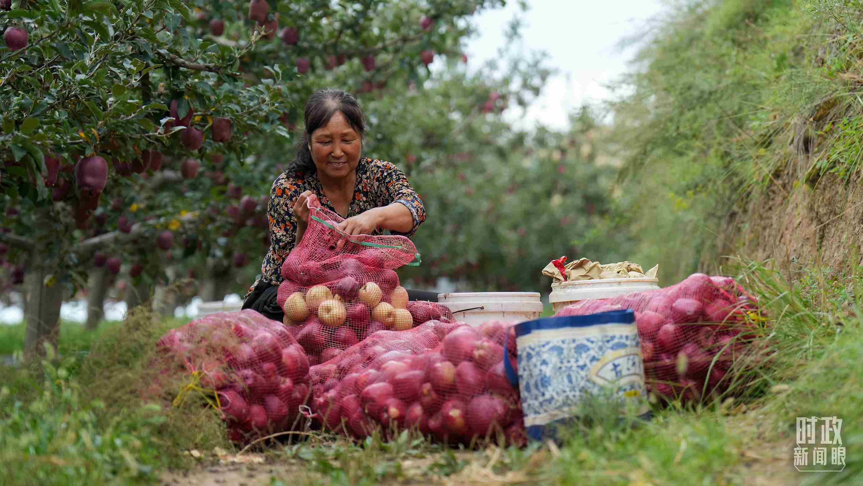△甘肅天水的花牛蘋果已經(jīng)成為當?shù)厝罕姷摹吧鷳B(tài)果”“致富果”。（總臺記者李晉拍攝）