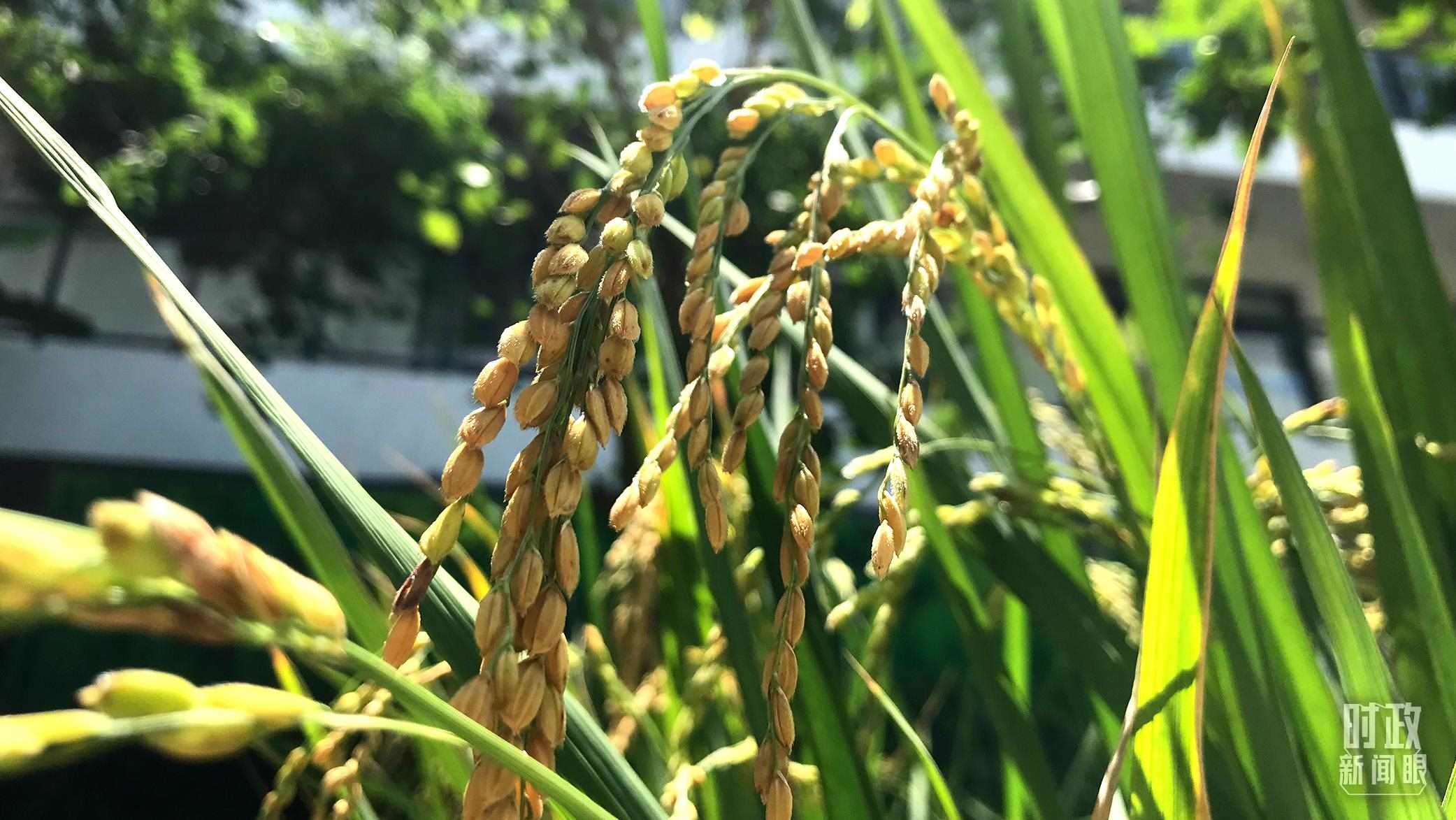 在海南培育的水稻品種。（總臺央視記者石偉明拍攝）