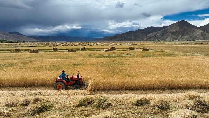 2024年9月10日在西藏日喀則市白朗縣巴扎鄉(xiāng)拍攝的秋收場景（無人機照片）。新華社記者 晉美多吉 攝