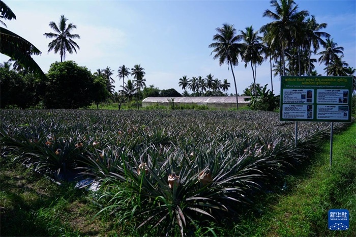 這是12月23日在斯里蘭卡馬坎杜拉拍攝的中國(guó)技術(shù)試驗(yàn)田菠蘿田。新華社記者 陳冬書 攝