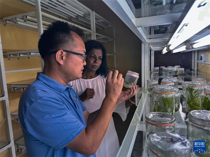 12月23日，在斯里蘭卡馬坎杜拉，中國(guó)專家與斯里蘭卡馬坎杜拉可持續(xù)農(nóng)業(yè)與發(fā)展研究中心主任達(dá)莎妮·賈亞曼納交流。新華社發(fā)（中國(guó)、聯(lián)合國(guó)糧農(nóng)組織與斯里蘭卡南南合作項(xiàng)目專家組供圖）