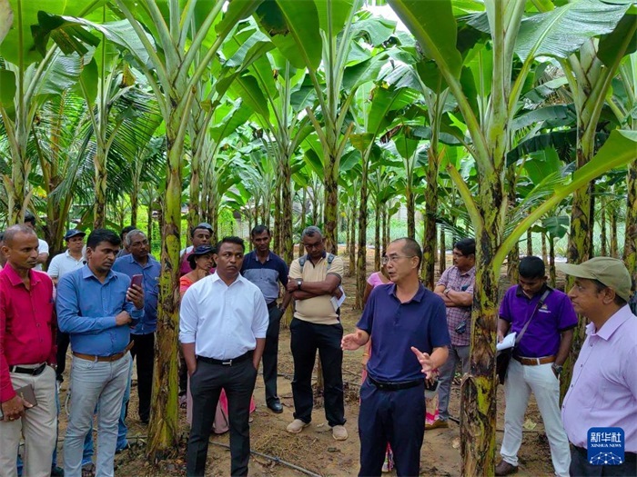10月10日，在斯里蘭卡霍勒訥的一處香蕉示范基地，中國(guó)、聯(lián)合國(guó)糧農(nóng)組織與斯里蘭卡南南合作項(xiàng)目中國(guó)專家組組長(zhǎng)孫德權(quán)為當(dāng)?shù)剞r(nóng)民進(jìn)行技術(shù)培訓(xùn)。新華社發(fā)（中國(guó)、聯(lián)合國(guó)糧農(nóng)組織與斯里蘭卡南南合作項(xiàng)目專家組供圖）