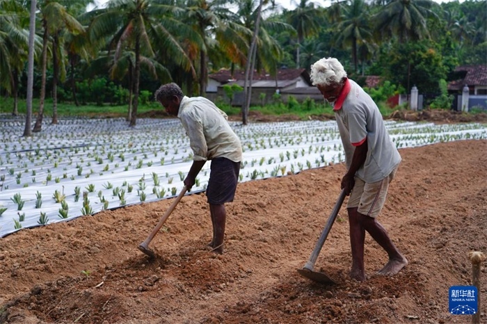 12月23日，斯里蘭卡馬坎杜拉的農(nóng)民在菠蘿田地里勞作。新華社記者 陳冬書 攝