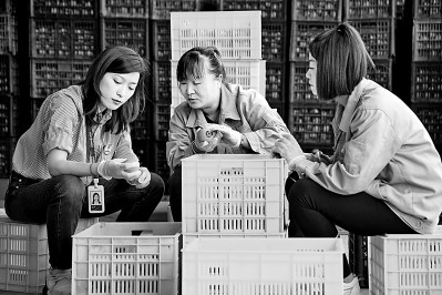 為拓展柿子產業(yè)發(fā)展新途徑，在陜西富平淡村鎮(zhèn)，歸國留學生王薇參與創(chuàng)建了一座柿酒酒莊。新華社發(fā)