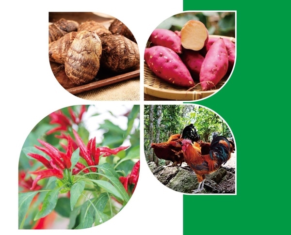 天等縣名特優(yōu)農(nóng)產(chǎn)品。主辦方供圖