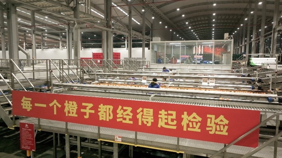 工人在智能生產線上對臍橙精深加工。人民網記者 張力洋攝