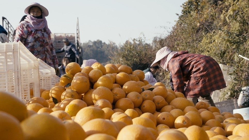 贛南臍橙喜獲豐收。人民網記者 張力洋攝