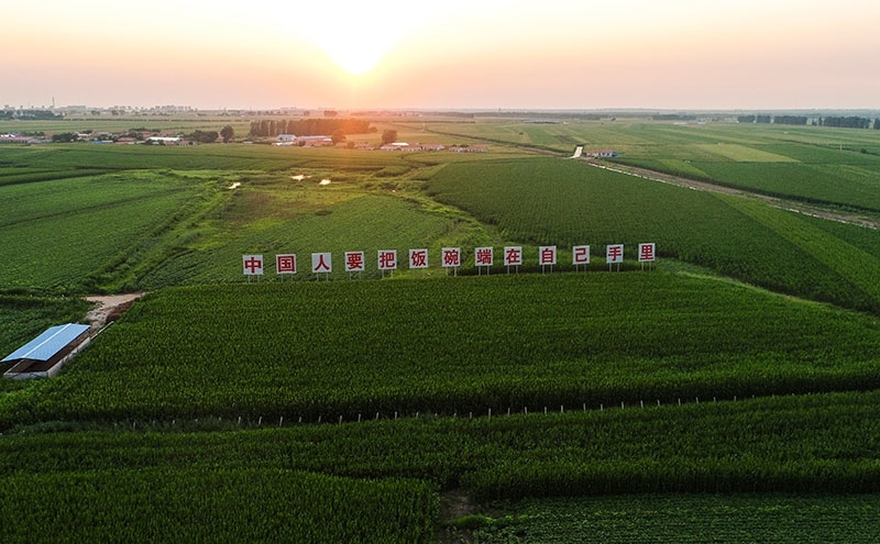 2020年7月23日拍攝的吉林省梨樹縣國家百萬畝綠色食品原料（玉米）標準化生產(chǎn)基地核心示范區(qū)（無人機照片）。新華社記者 許暢 攝