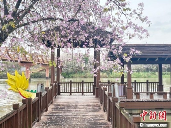 3月7日，廣州海珠國(guó)家濕地公園宮粉紫荊花海吸引游人。中新社記者 許青青 攝