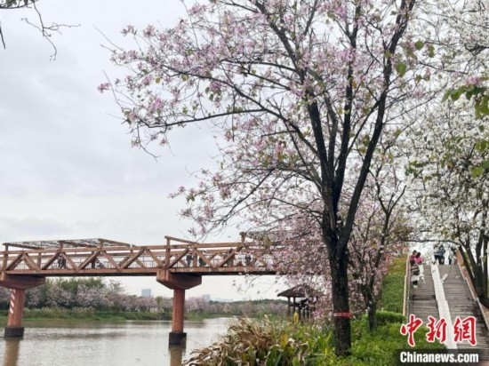 3月7日，廣州海珠國(guó)家濕地公園宮粉紫荊花海吸引游人。中新社記者 許青青 攝