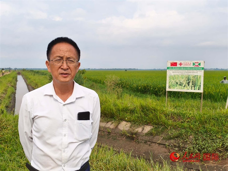 專家組組長楊華德在水稻田間地頭。 人民網(wǎng)記者 黃培昭攝