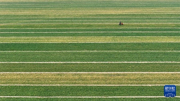 3月14日，在菏澤市鄆城縣潘渡鎮(zhèn)，農(nóng)民在麥田里施肥（無人機照片）。