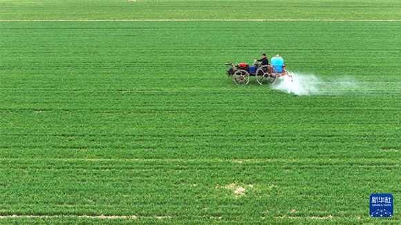 3月14日，在菏澤市鄆城縣郭屯鎮(zhèn)，農(nóng)民在麥田里噴灑除草劑（無人機照片）。