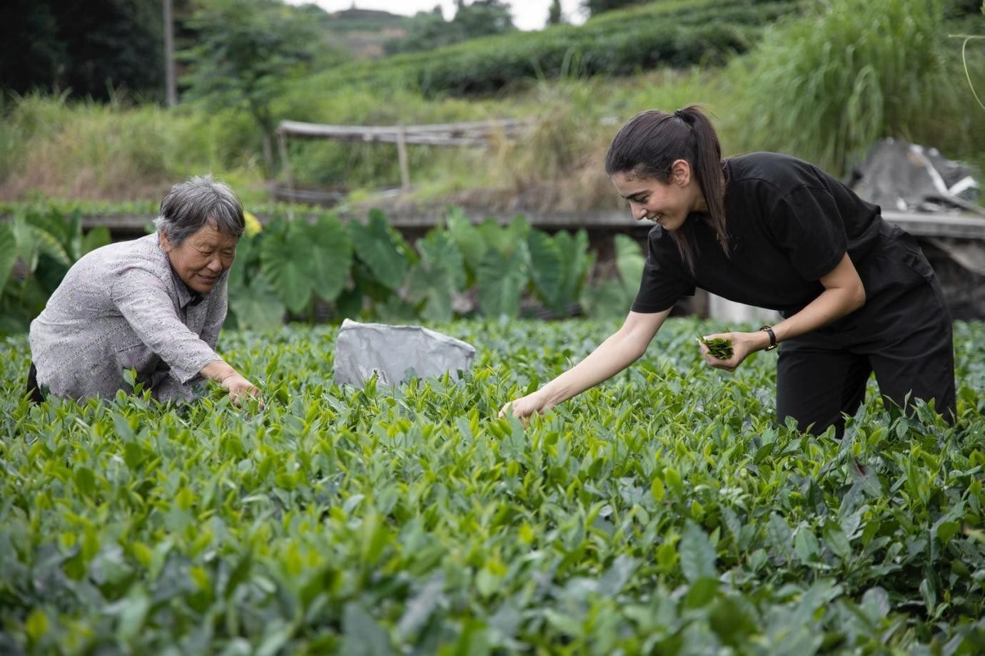 卡友琪在福建采茶。受訪者供圖