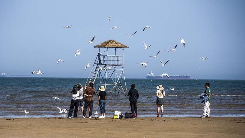 2024年5月12日，河北秦皇島，北戴河鴿子窩公園成群海鷗在天空中自由翱翔，與大海、藍(lán)天構(gòu)成了一幅美麗的畫卷。