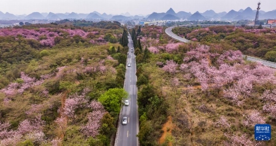 游客驅車前來清鎮(zhèn)市紅楓湖鎮(zhèn)右二村踏青游玩（4月5日攝，無人機照片）。