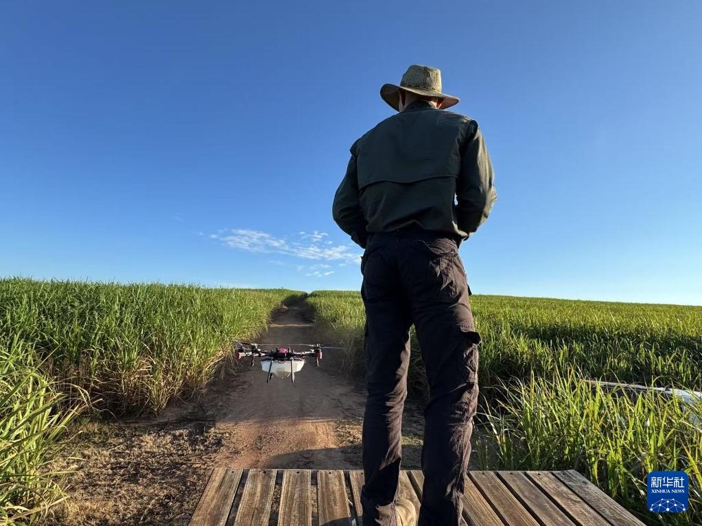 3月25日，在南非夸祖魯-納塔爾省的方廷希爾莊園，飛手操縱無人機(jī)為甘蔗林噴灑藥劑。新華社記者 白舸 攝