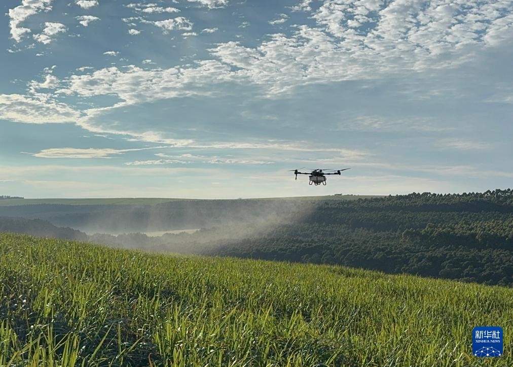 3月25日，在南非夸祖魯-納塔爾省的方廷希爾莊園，中國農(nóng)用無人機(jī)為甘蔗林噴灑殺菌劑。新華社記者 白舸 攝