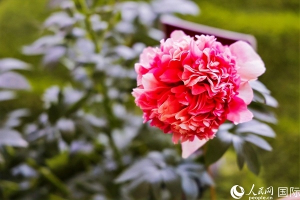 洛陽國家牡丹園牡丹盛開。 人民網(wǎng)記者 魯揚攝