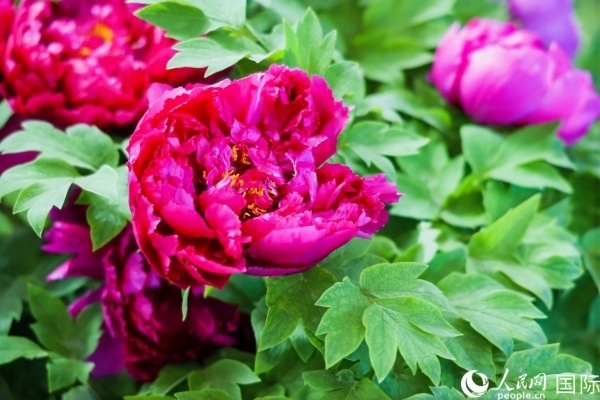 洛陽國家牡丹園牡丹盛開。 人民網(wǎng)記者 魯揚攝