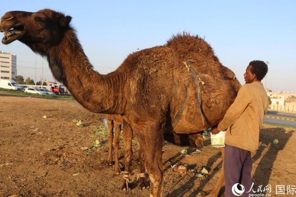 工人在給駱駝擠奶。人民網(wǎng) 納達(dá)爾·達(dá)烏德攝